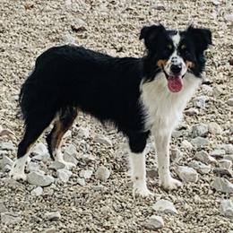 Australian Shepherds, Miniature Australian Shepherds, and Toy Australian Shepherds from Our Lil Aussies