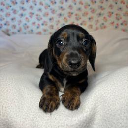 Jenny - Black and tan female Dachshund puppy in Mountain Grove, Missouri from Happy Hounds