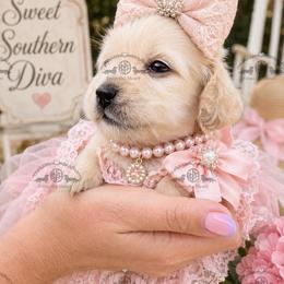 Miss. Orange-3200 - Cream female Dachshund puppy in Ocala/Gainesville, Florida from From the Heart Doxies