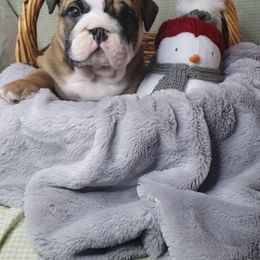 Bulldog Puppies from Illinois Bullies Kennel