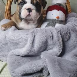 Bulldog Puppies from Illinois Bullies Kennel