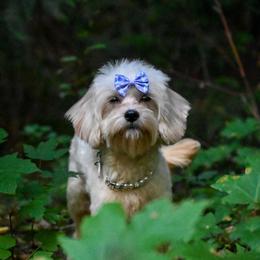 Cavapoo, Cockapoo, Labradoodle, and Poodle Puppies from Heavenly Puppies to Love