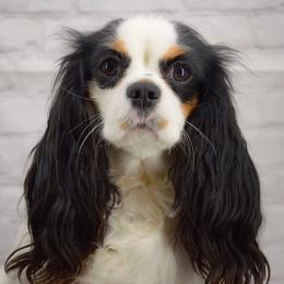 Selina - Cavalier King Charles Spaniel
