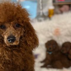 Poodles from ReSoCal Toy Poodles