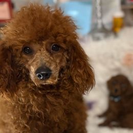 Poodles from ReSoCal Toy Poodles