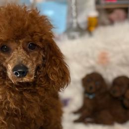 Poodles from ReSoCal Toy Poodles