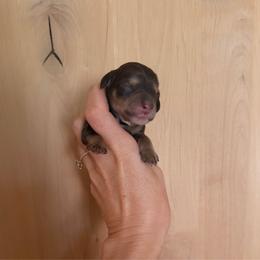 Cheyanne - Chocolate female Australian Labradoodle puppy in Millville, California from Hope Lane Kennels