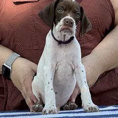 Purple Collar Boy - Liver and white male Pointer puppy in Youngsville, North Carolina from Dogma Pointers & Bulldogs
