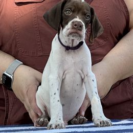 Purple Collar Boy - Liver and white male Pointer puppy in Youngsville, North Carolina from Dogma Pointers & Bulldogs