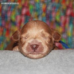 Denali - Caramel male Australian Labradoodle puppy in Hackettstown, New Jersey from Sunny Heart Doodles