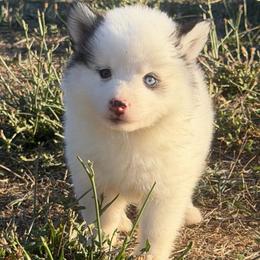 Santana - White female Pomsky puppy in Mc Minnville, Oregon from West Coast Pomskies
