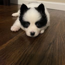 Pomsky Puppies from New Gaia Pomsky