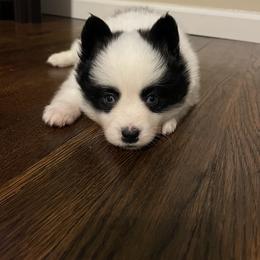 Pomsky Puppies from New Gaia Pomsky