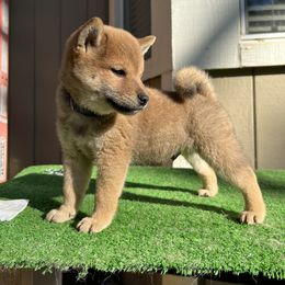 Shiba Inu Puppies from Shinin Shibas