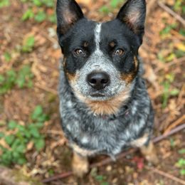 Dixie - Australian Cattle Dog