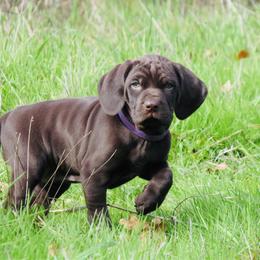 Hazel - Liver female German Shorthaired Pointer puppy in Redding, California from Macushla Kennel