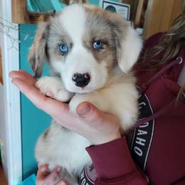 Chester - Brindle merle and white male Cardigan Welsh Corgi puppy in Myton, Utah from Cardigan Corgi Cuties 💓
