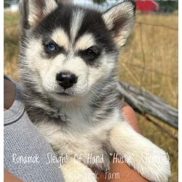 Runamok Sleight Of Hand - Hustle - Black and white female Pomsky puppy in St. Maries, Idaho from Runamok Farm