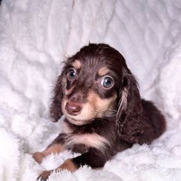Charlie Brown - Chocolate and cream male Dachshund puppy in Unadilla, Georgia from Hamsley's Puppy Palace