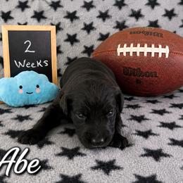 Abe - Black male Sheepadoodle puppy in Glen Rose, Texas from Clevenger’s Sheepadoodle Fur Baby Farm