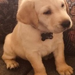 Labrador Retrievers from Maddie’s Babies