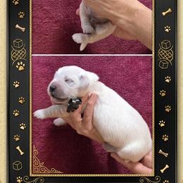 Boy 4 - Light golden male Golden Retriever puppy in Webberville, Michigan from All by grace goldens