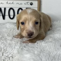 Boy four - Cream male Dachshund puppy in Payette, Idaho from NT Mini Doxies