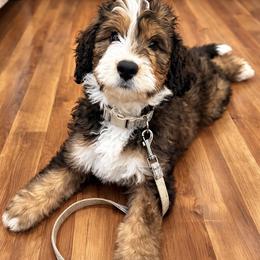 Atlas - Sable male Bernedoodle puppy in Fort Meade, Florida from Baldwin Dood Ranch