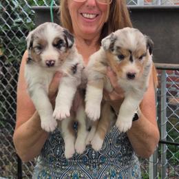 Australian Shepherd puppies from Mtn Hollow