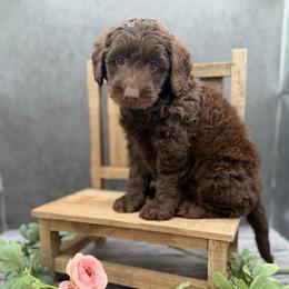 Bieber - Chocolate male Australian Labradoodle puppy in Denton, Texas from Liberty Hill Labradoodles