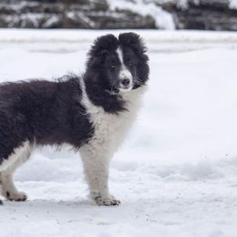 Shetland Sheepdogs from Slider