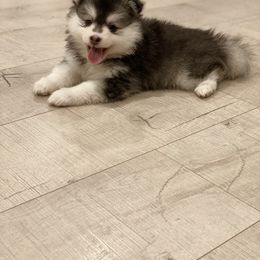 Pomsky Puppies from Pomsky Playpen