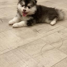 Pomsky Puppies from Pomsky Playpen