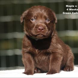 Green - Chocolate male Labrador Retriever puppy in Huntington, Texas from Soggy Bottom Retrievers