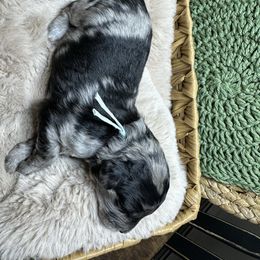Boy 5 - Blue merle male Aussiedoodle puppy in York, Pennsylvania from Loving Puppy Paws Kennel
