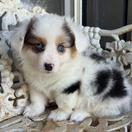 Scooby fluffy (green) - Blue merle and white male American Corgi puppy in East Oakdale, California from Rhettro Kennels