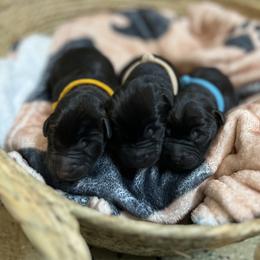 Boy 7 - Black Labrador Retriever puppy in Le Center, Minnesota from Wild Acre Kennels