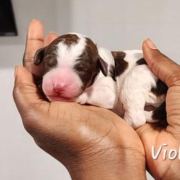 Violet - Parti female Poodle puppy in Dover, Delaware from Dogtastic Poodles