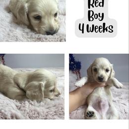 Pearl Red boy - Cream male Dachshund puppy in Ashford, Alabama from Precious Little Lap Babies