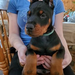 Doberman Pinscher Puppies from Makkr Ridge Dobermans