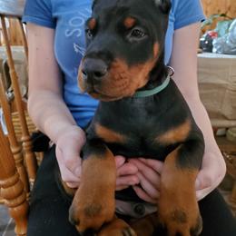 Doberman Pinscher Puppies from Makkr Ridge Dobermans