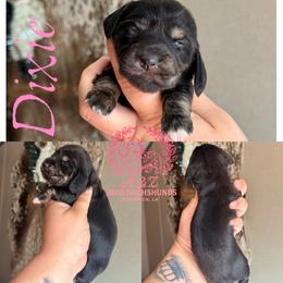 Dixie - Black and cream female Dachshund puppy in Hornbeck, Louisiana from A&Z Mini Dachshunds