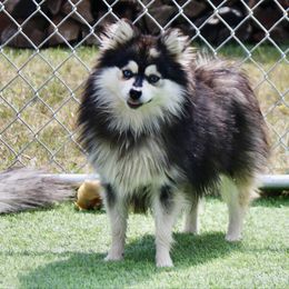 Killian - Pomsky