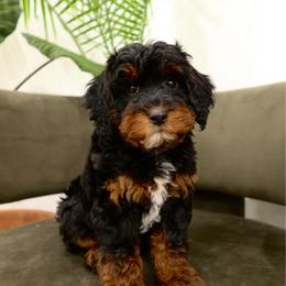 Luna - Black tri-color female Aussiedoodle puppy in Saratoga Springs, Utah from Sage & Paws Puppy co.