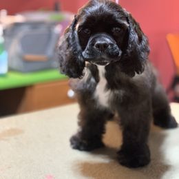 Black Sable Girl - no collar - Sable and white female Cocker Spaniel puppy in Delphi, Indiana from Benchmark Cockers