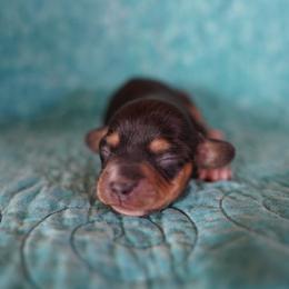 Girl 1 - Black and tan female Dachshund puppy in Quemado, New Mexico from TNT Dachshunds