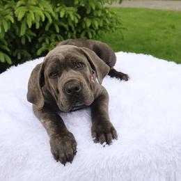 Stella - Gray brindle female Cane Corso puppy in Seattle, Washington from Grande Kennels