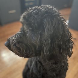Tiffany - Goldendoodle