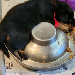 Rottweiler Puppies from Michelle Nicholson