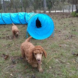 Poodle Puppies from Deborah Busch Poodles